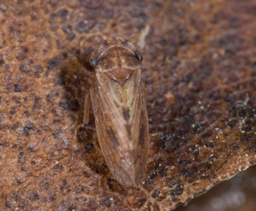 Megophthalmus sp.